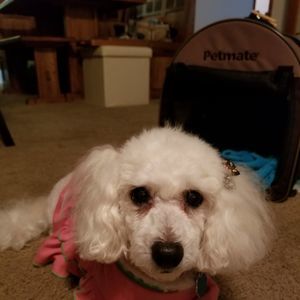 Meet your Posher, Jennifer